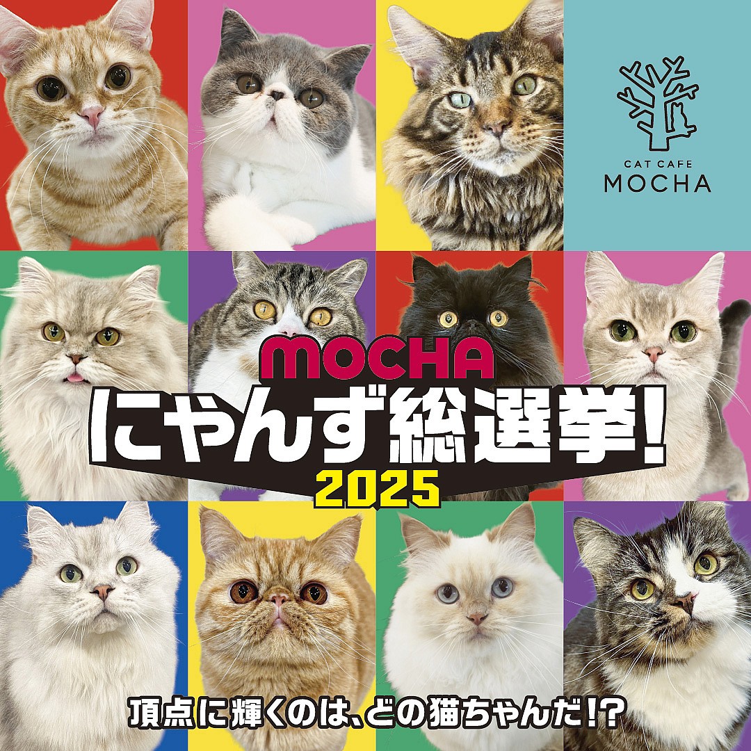 MOCHAにゃんず総選挙!2025